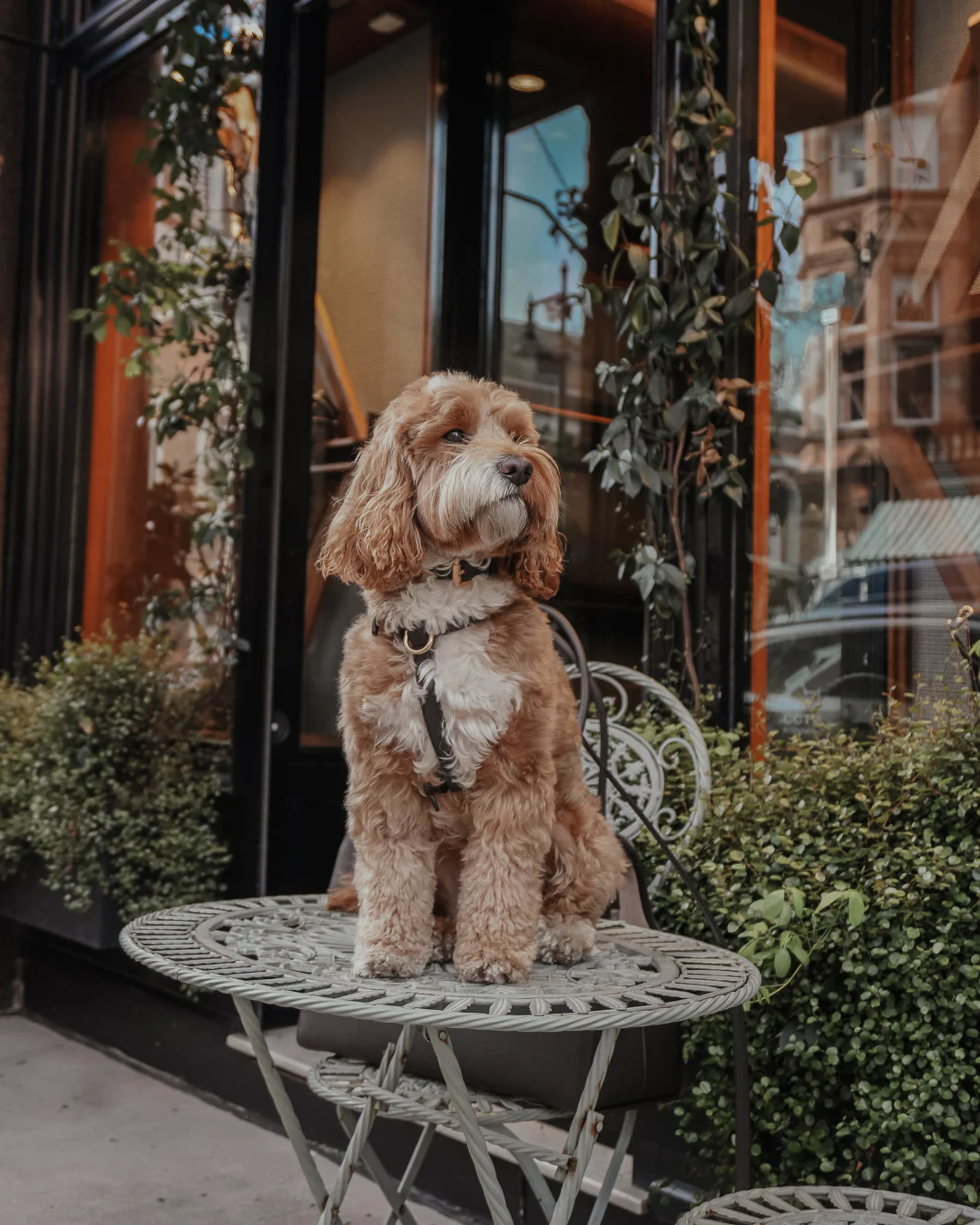 Chocolate┃Studio Step-In Harness - Image 11