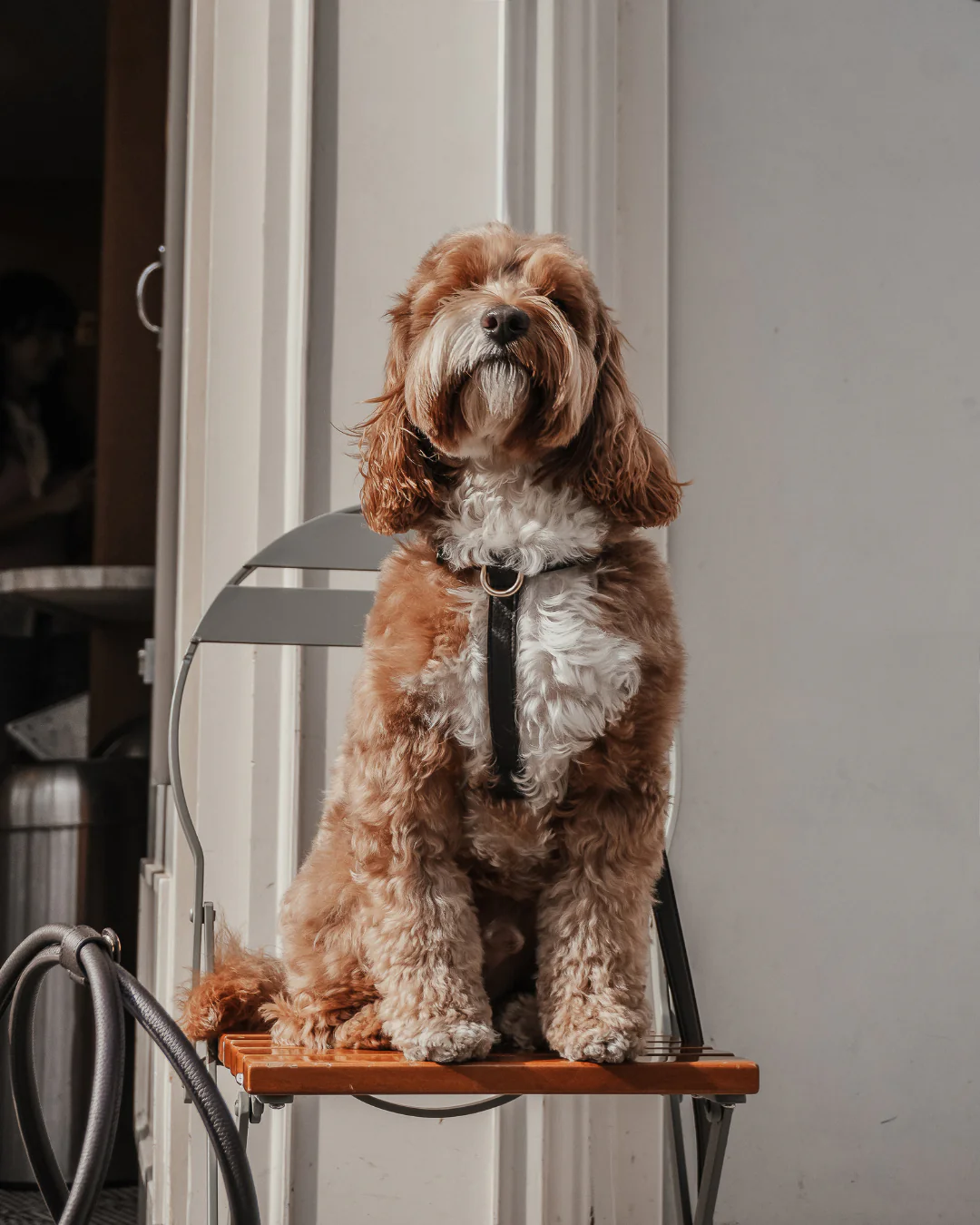 Chocolate┃Studio Step-In Harness - Image 12