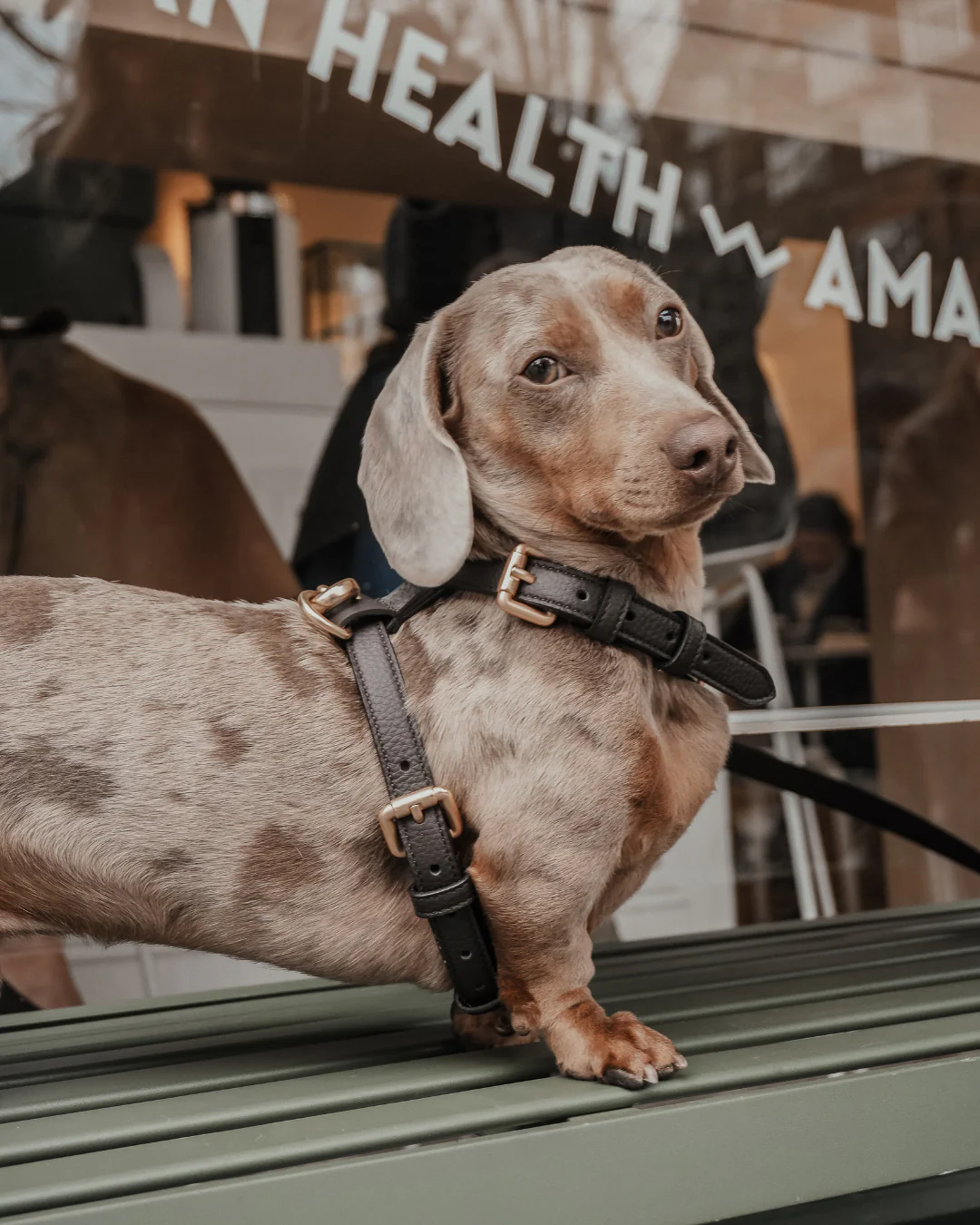 Chocolate┃Studio Step-In Harness - Image 3