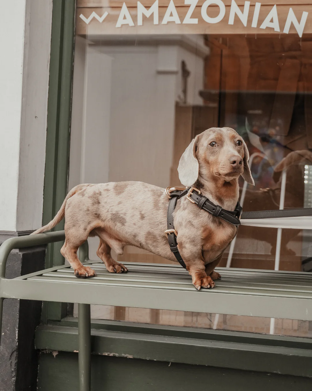 Chocolate┃Studio Step-In Harness - Image 6