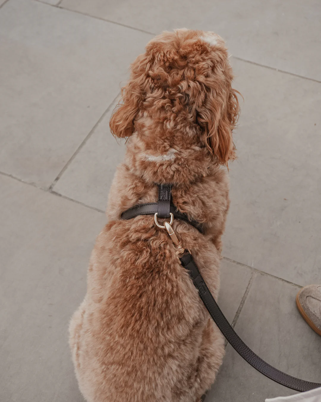 Chocolate┃Studio Step-In Harness - Image 7