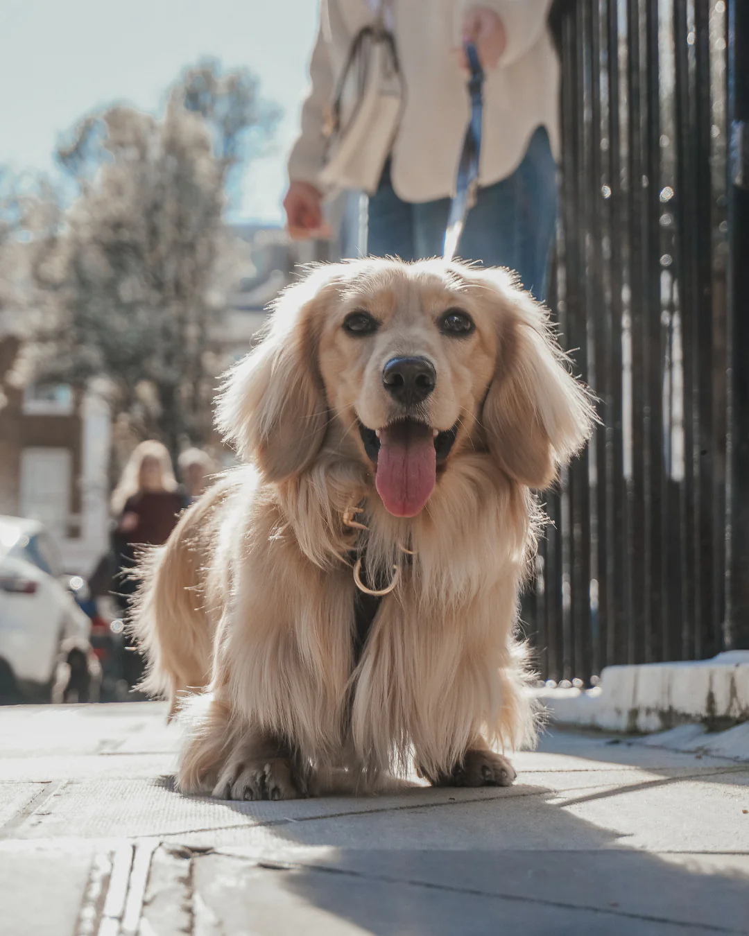 Chocolate┃Studio Step-In Harness - Image 9