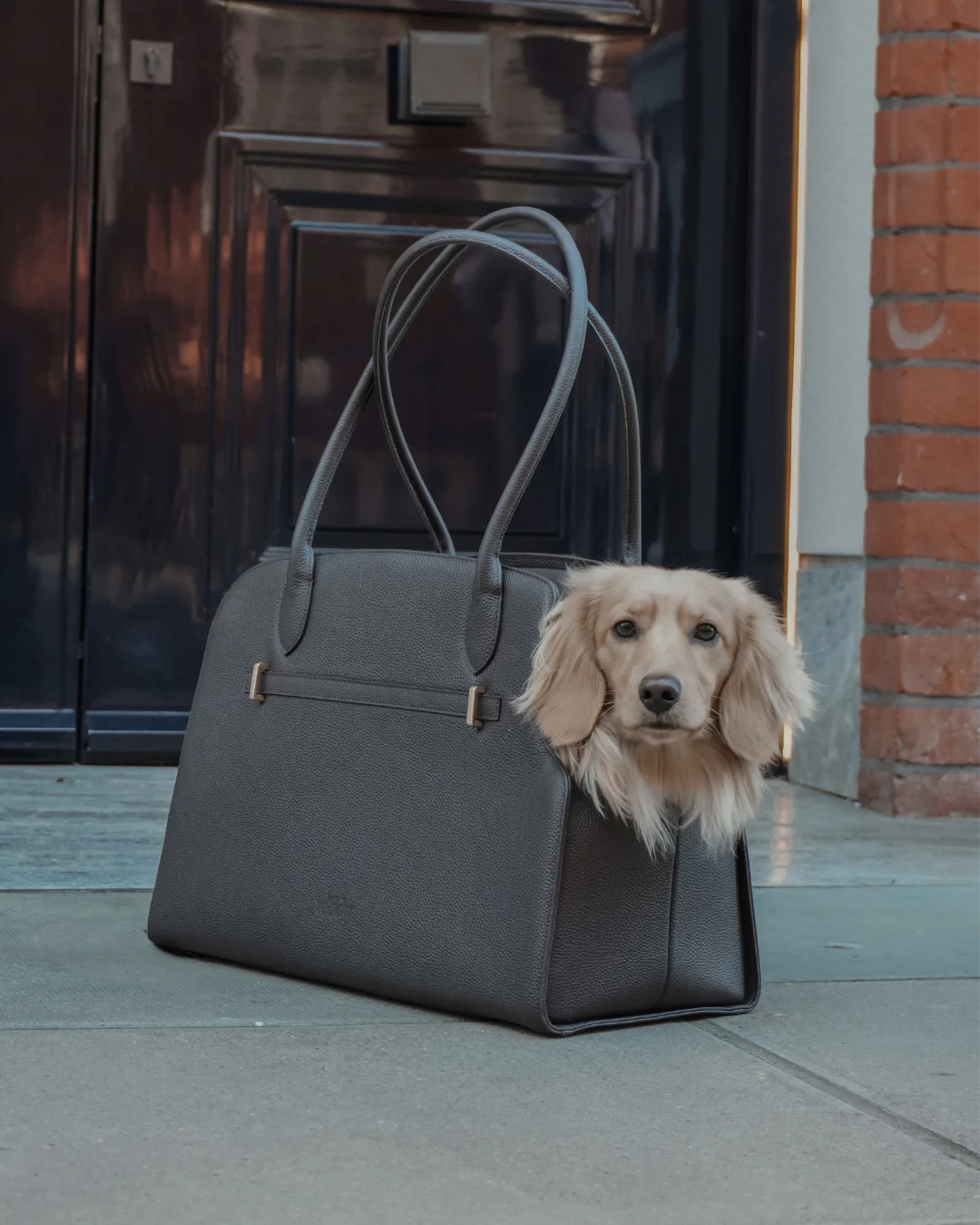 Chocolate | The Studio Carrier - Image 3