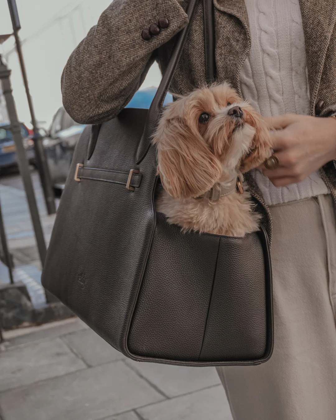 Chocolate | The Studio Carrier - Image 5