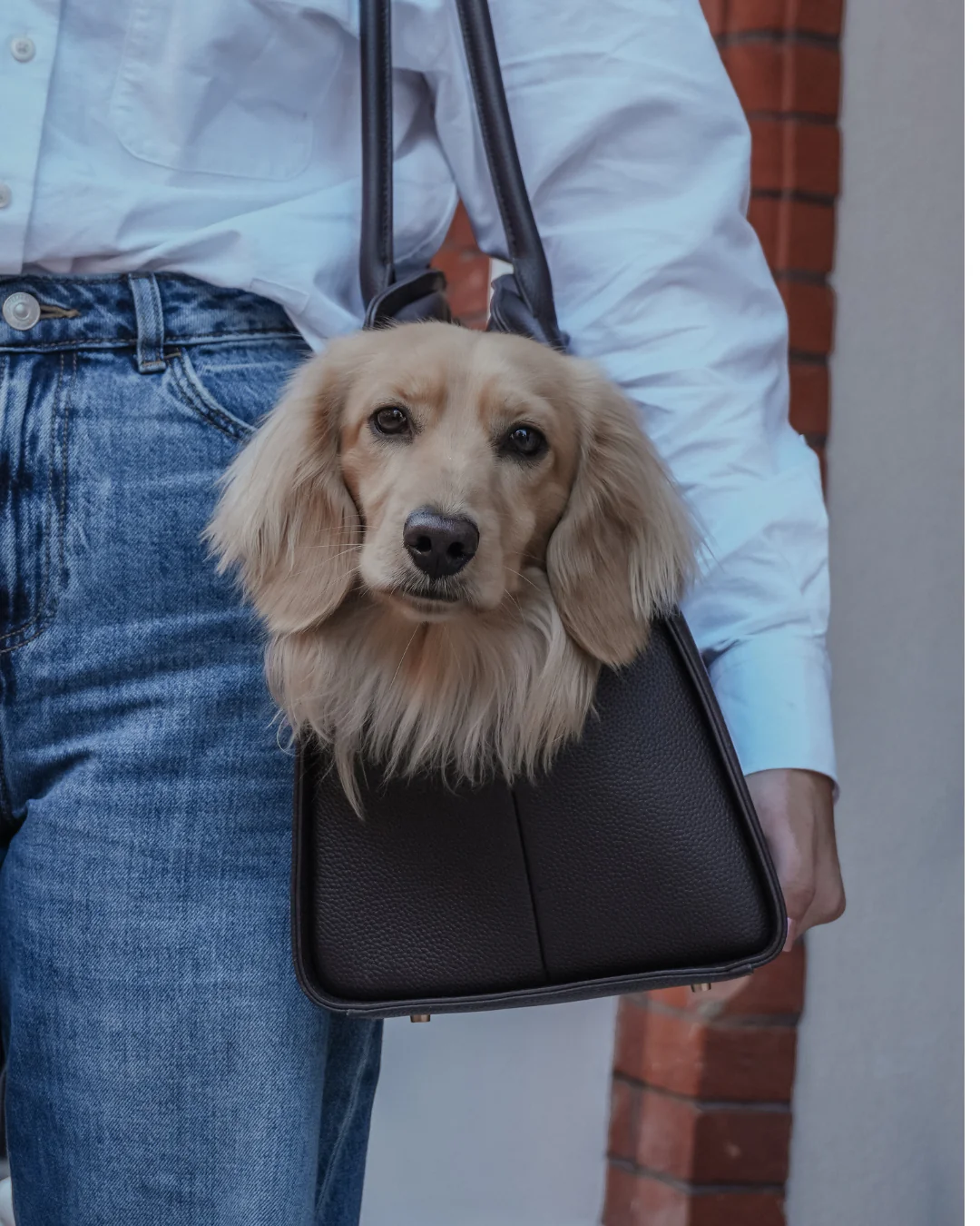 Chocolate | The Studio Carrier - Image 9