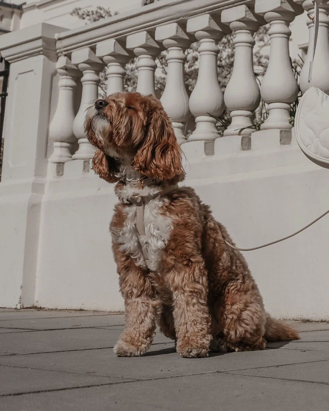 Hazelnut┃Studio Step-In Harness - Image 11