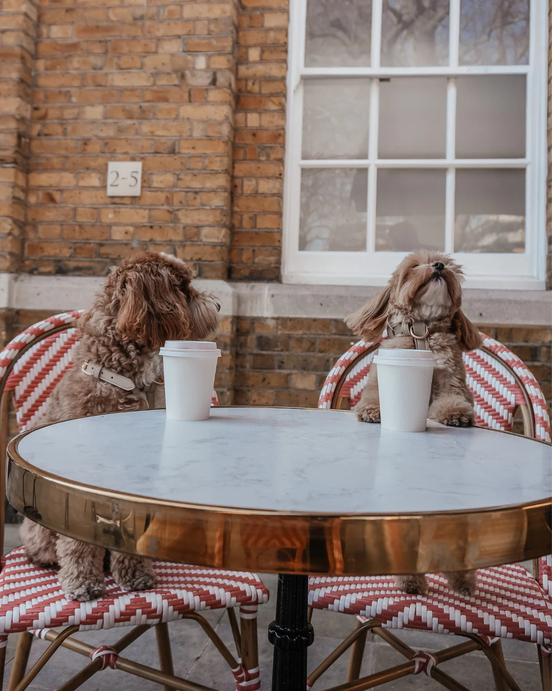 Hazelnut┃Studio Step-In Harness - Image 12