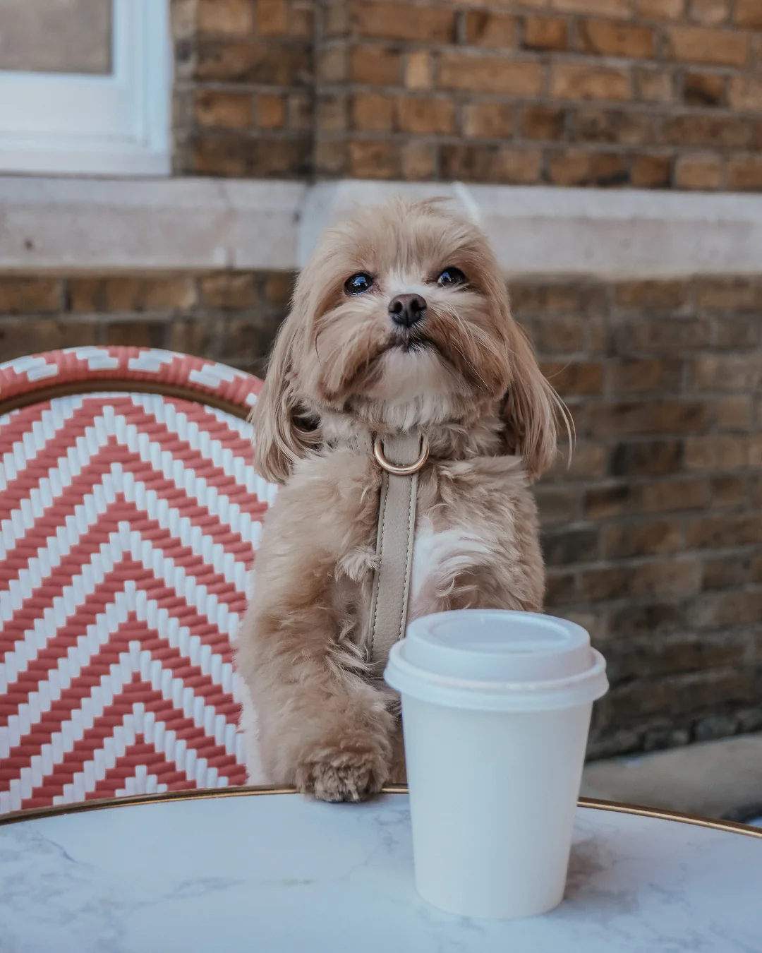 Hazelnut┃Studio Step-In Harness - Image 4