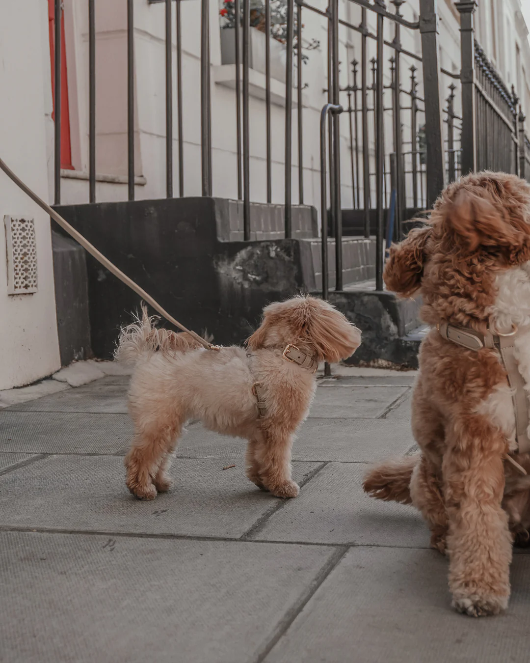 Hazelnut┃Studio Step-In Harness - Image 5