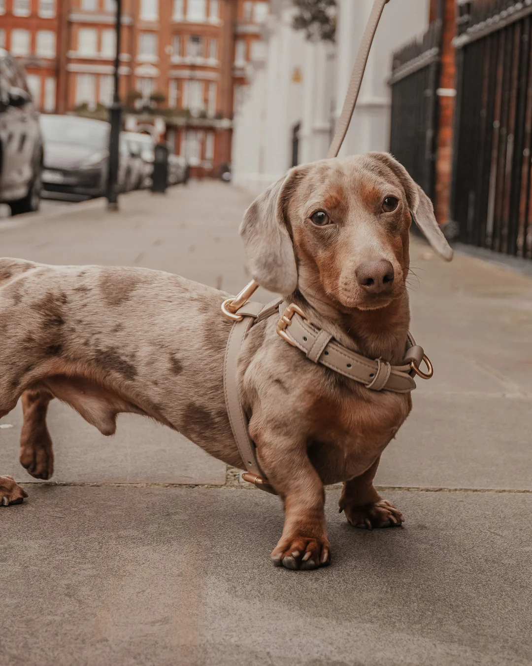 Hazelnut┃Studio Step-In Harness - Image 6
