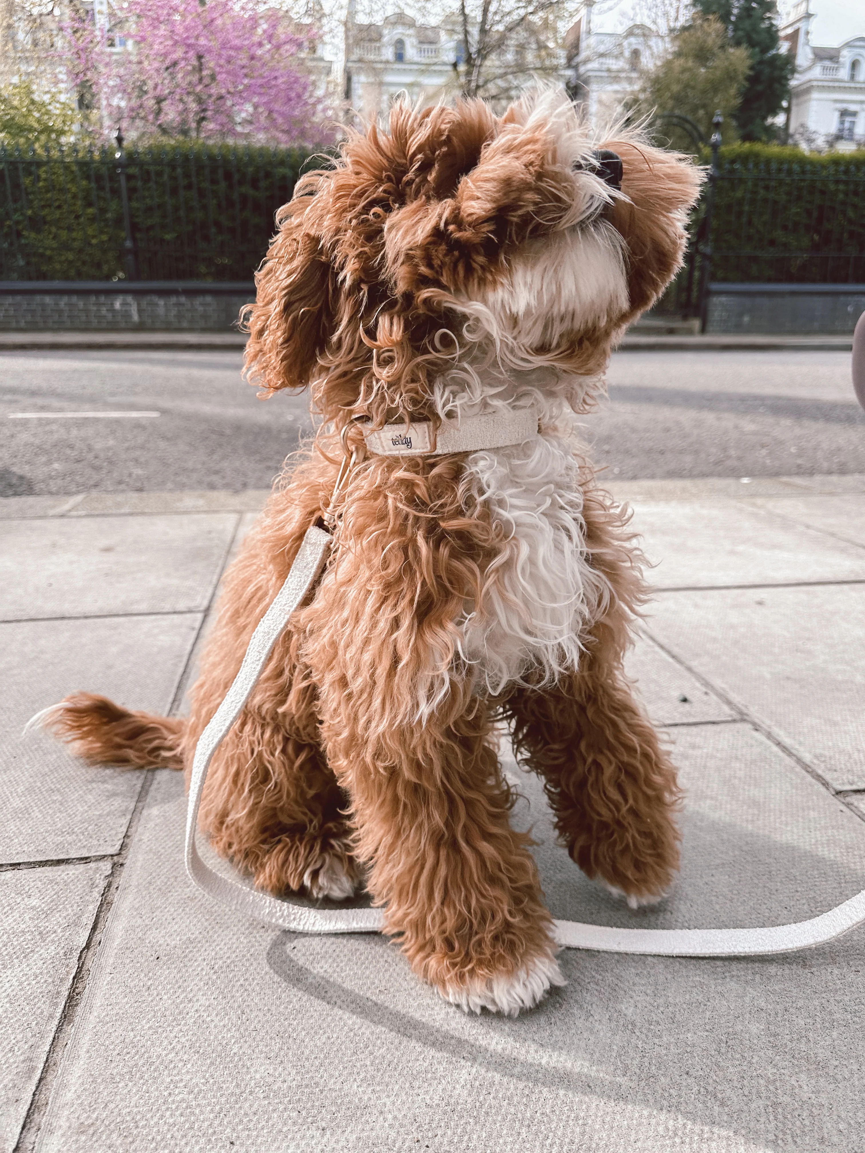 Marshmallow┃Boucle Collar - Image 3