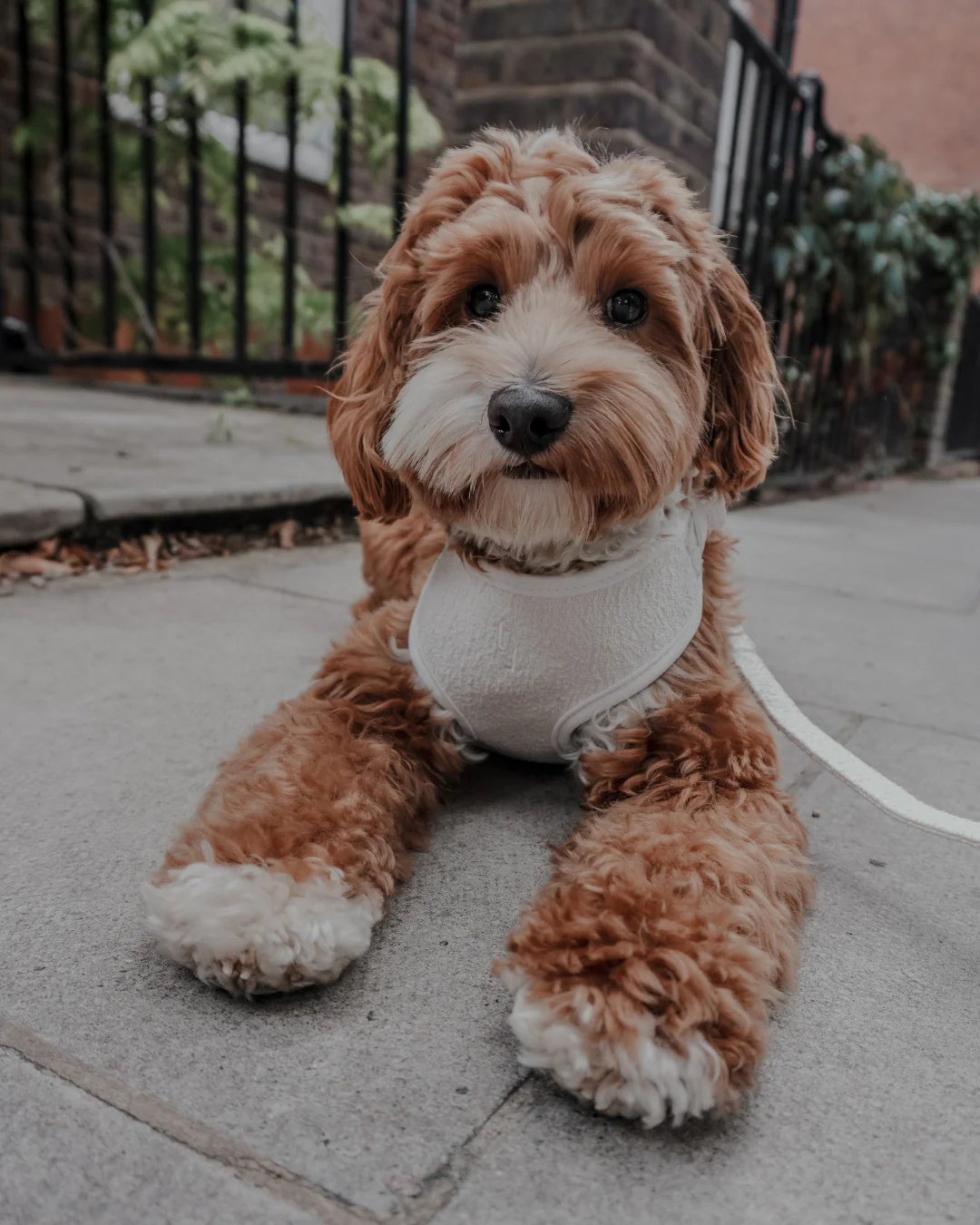 Marshmallow┃Bouclé Adjustable Harness - Image 5