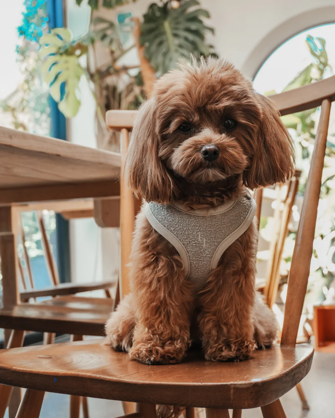 Matcha┃Bouclé Adjustable Harness - Image 12