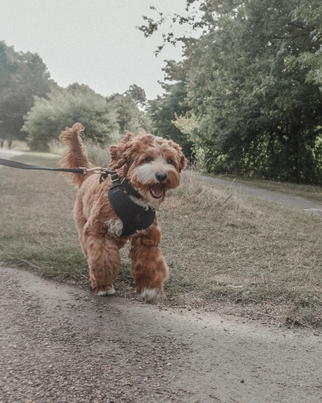 Midnight┃Bouclé Adjustable Harness - Image 10