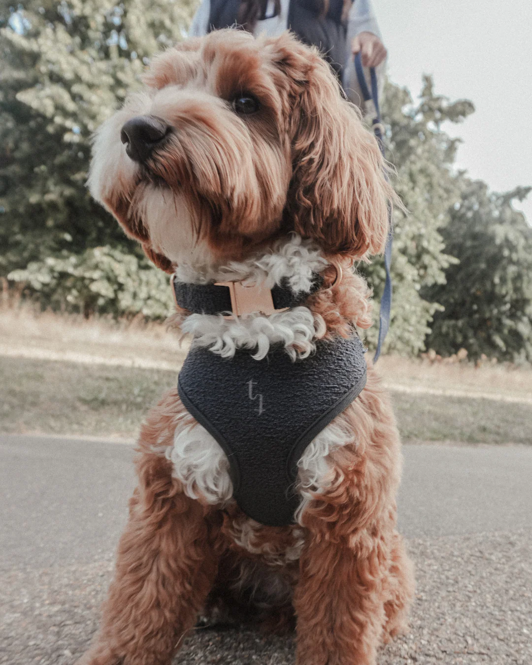 Midnight┃Bouclé Adjustable Harness - Image 3