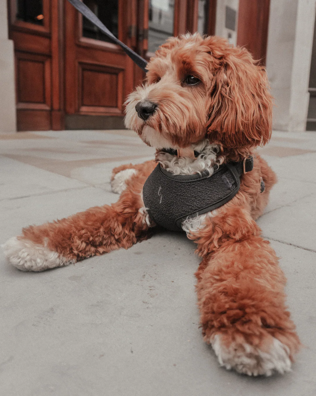 Midnight┃Bouclé Adjustable Harness - Image 5