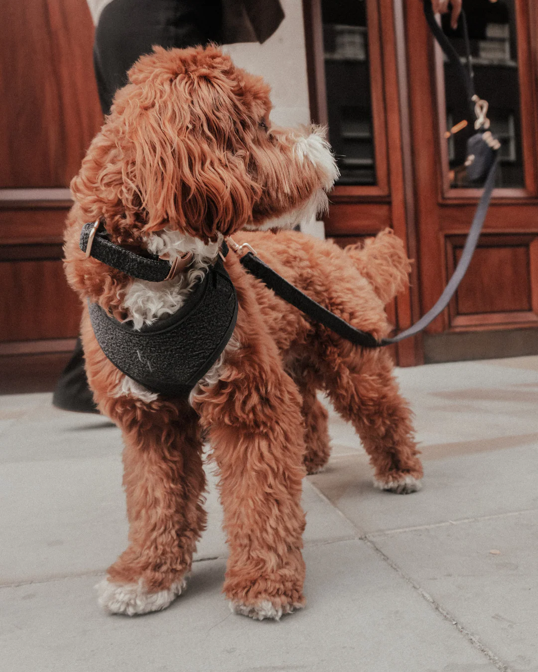 Midnight┃Bouclé Adjustable Harness - Image 8