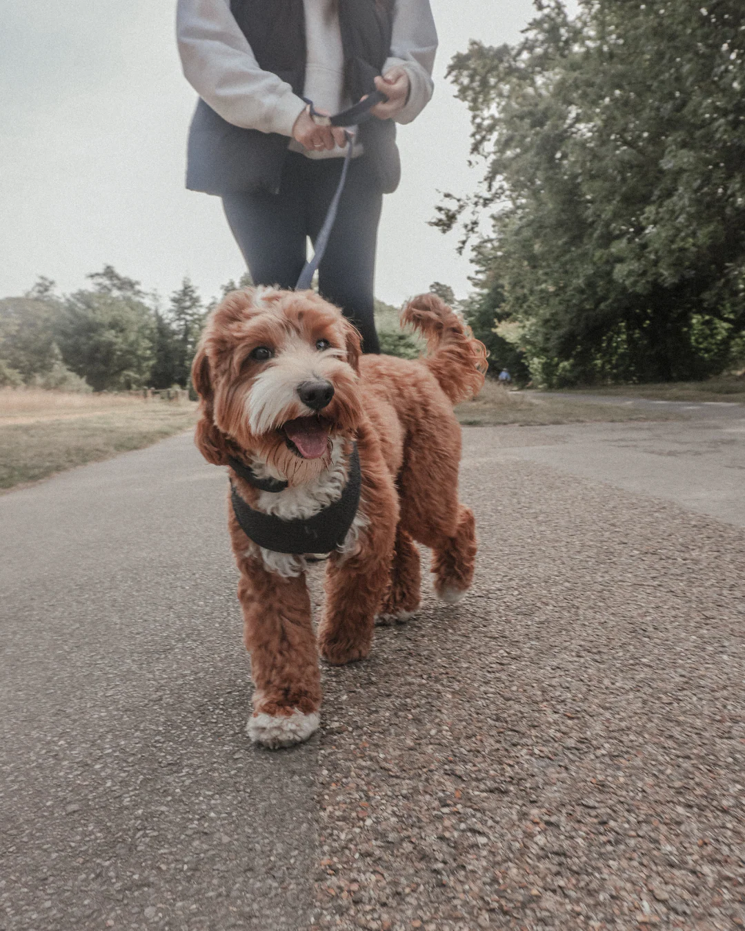 Midnight┃Bouclé Adjustable Harness - Image 9
