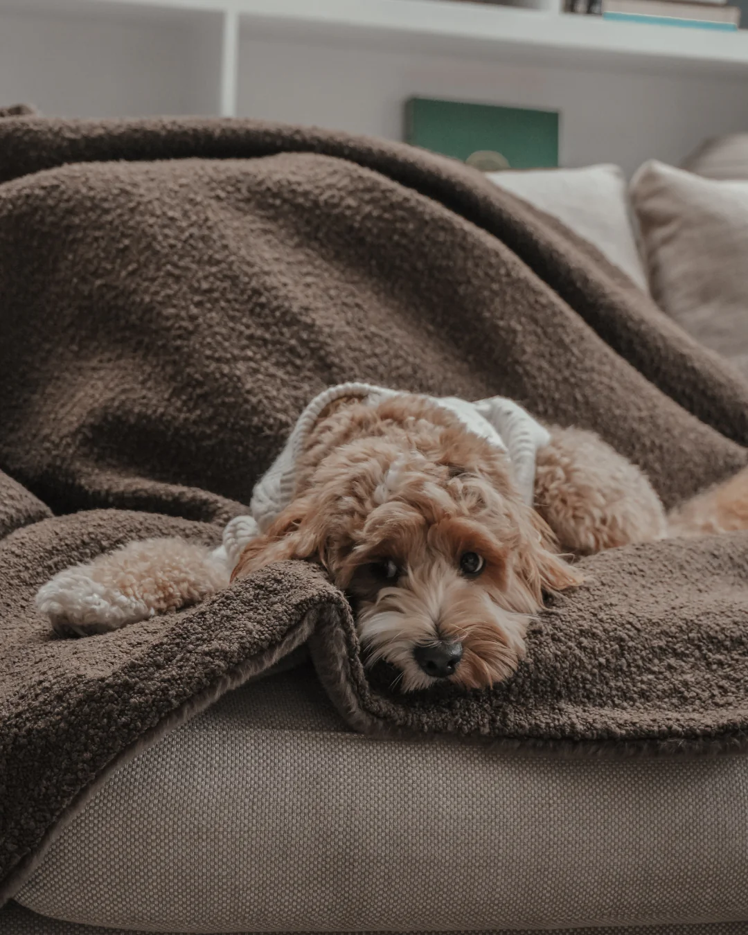 The Bouclé Blanket - Image 8